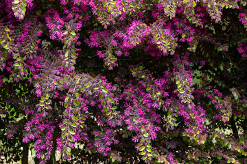 Fototapeta premium Chinese fringe bush flowers blooming in the garden hedge.