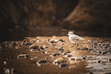 bird on the beach