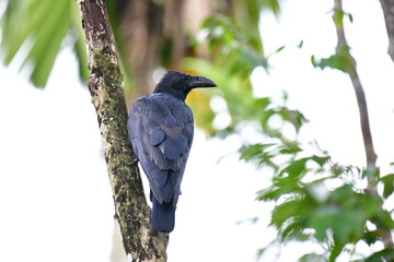 This image shows a Large-billed Crow (Corvus macrorhynchos), identifiable by its glossy black plumage and prominent, arched bill. Perched on a mossy branch, it eyes its surroundings.