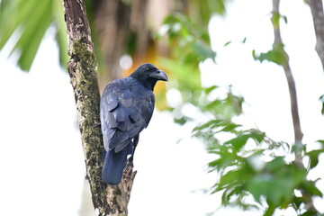 This image shows a Large-billed Crow (Corvus macrorhynchos), identifiable by its glossy black plumage and prominent, arched bill. Perched on a mossy branch, it eyes its surroundings.