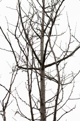 Season Change, Leafless Trees branch in Autumn