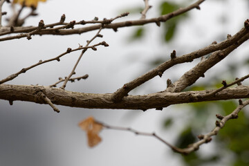 Season Change, Leafless Trees branch in Autumn