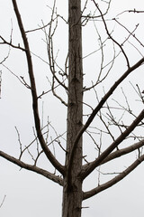 Season Change, Leafless Trees branch in Autumn