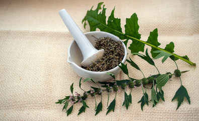 dried and fresh medicinal herbs in a mortar with pestle