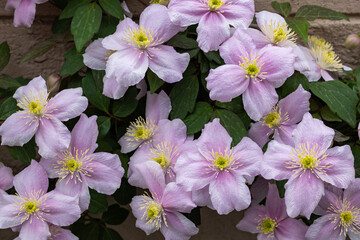 Beautiful and very fragrant clematis mayline flowers in the garden.