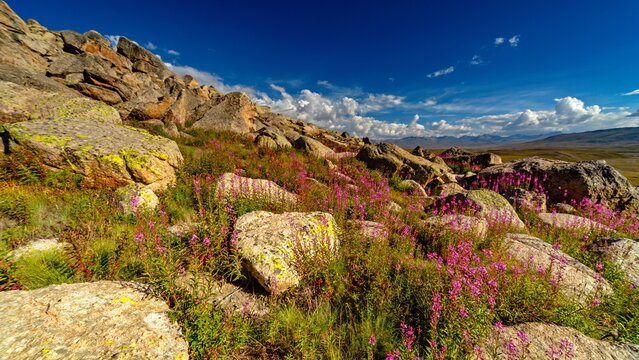 View of lichen-covered boulders cascade down a hillside amidst vibrant pink wildflowers under a bright sky, Deosai National Park, Gilgit Baltistan, Pakistan.