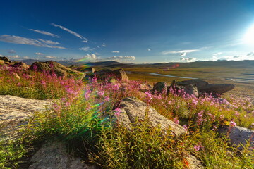 View of vibrant pink wildflowers bloom amidst rugged rocks under a bright sky, a distant rainbow adding magic to Deosai National Park, Gilgit Baltistan, Pakistan.