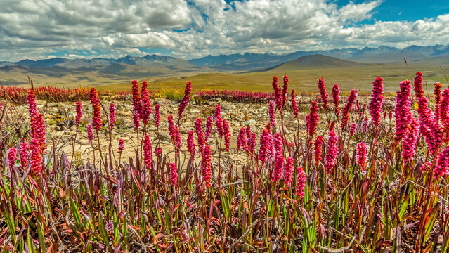 View of vibrant pink flowers dancing in the foreground against a backdrop of rolling hills and a vast sky with fluffy clouds, Deosai National Park, Gilgit Baltistan, Pakistan.