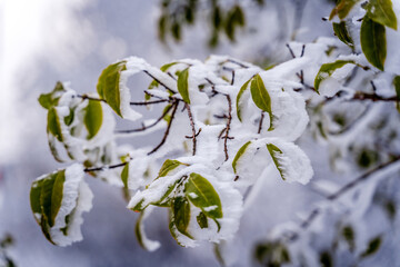 A branch covered in snow and ice