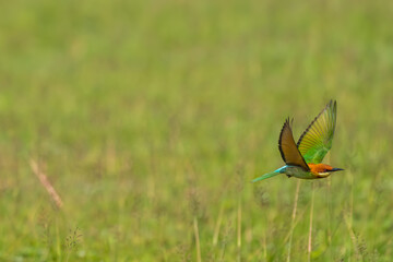 Chestnut-headed Bee-eater Head to back, orange, black eye band, neck and chest, bright yellow chest with small black and orange stripes, green body. Sticking to the branches.	
