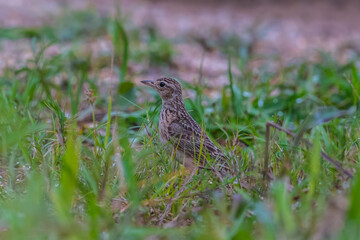Mirafra javanica Short beak, stripes on the chest, long tail, white outer tail feathers, brown body with long, pale eyebrows, smooth ear feathers without stripes, body