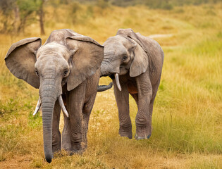 Gros plan de deux éléphants d'Afrique vus de face