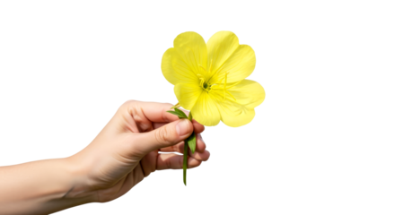 a gentle hand offering evening primrose natures golden hour embrace, isolated on transparent background