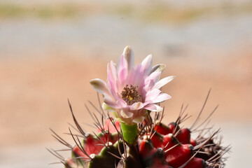 Little cactus on small pot, plant for decoration. Beautiful blooming cactus, selective focus blurred green nature background. Hobby during work from home concept.