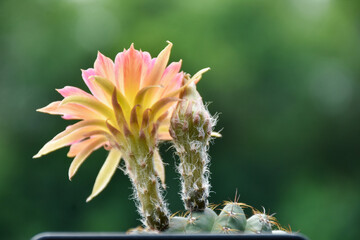 Beautiful blooming cactus, selective focus blurred green nature background. Hobby during work from home concept