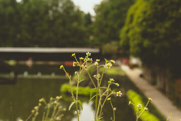 lake in the summer