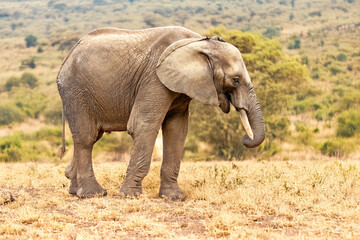 Fototapeta premium Gros plan sur le profil d'un éléphant d'Afrique 