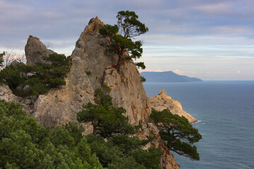 Crimean wonderful landscape with scenic views of juniper grove and the rocky cape in Black Sea. Novy Svet, Crimea.