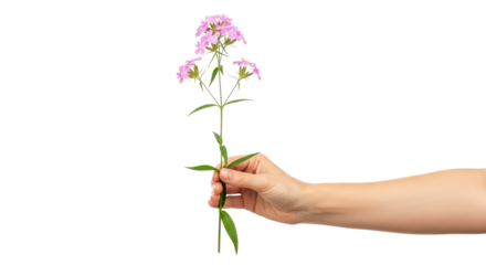 a gentle offering pink flowers, a hands tender gesture of springs promise, isolated on transparent background