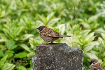 sparrow on the ground