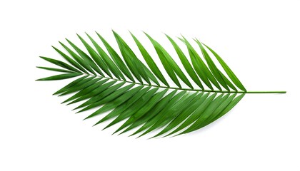 Fototapeta premium Tropical palm leaf, vibrant green