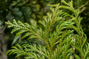Close-up of beautiful hiba arborvitae leaves in forest park.