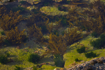 An Underwater Garden in Autumn Sunlight - Algae, lichens and seaweeds in a rock pool including Brown Tuning Fork Weed (Bifurcaria bifurcata) and Sea lettuce, Ulva lactua