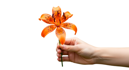 a hand offering a tiger lily symbol of unexpected joy and fierce beauty, isolated on transparent background
