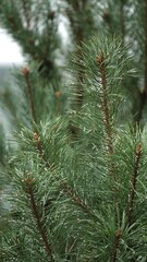 Zielone igły sosny zwyczajnej z kroplami deszczu na igłach © tomo81