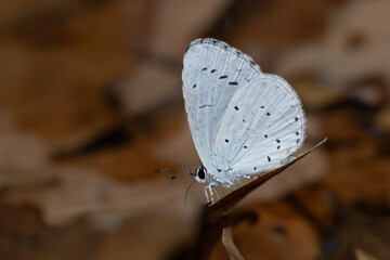 A closeup of a  Spring Azure (Celastrina ladon) butterfly