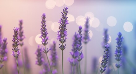 Obraz premium Lavender flowers soft pastel purple floral background nature photography image
