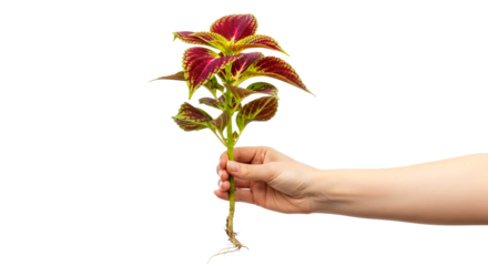 a hand offering coleus plant vibrant colors, new life, botanical delight, isolated on transparent background