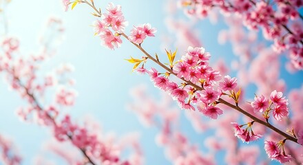 Fototapeta premium Vibrant Pink Cherry Blossoms Bloom Against A Clear Blue Sky, Symbolizing Springtime Beauty And Renewal In Nature.