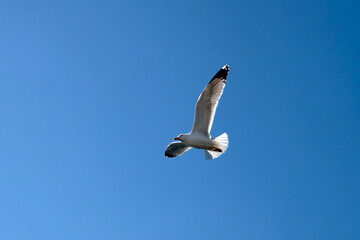 seagull in flight