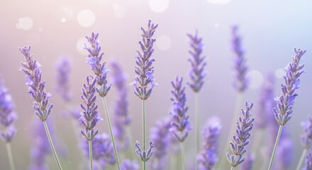 Naklejka premium Soft focus lavender field purple flowers pastel background nature photography