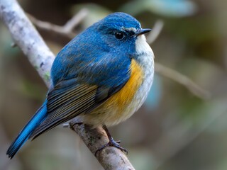 森の深い藪の中で周りを見渡しているルリビタキの雄のクローズアップ