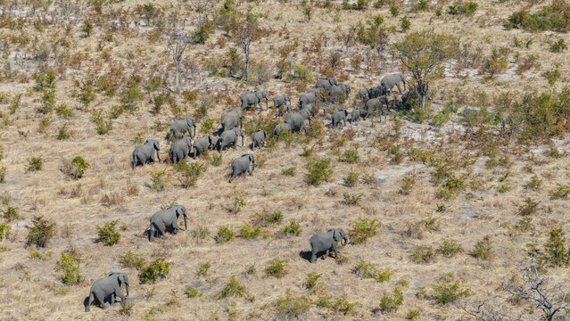 Aerial view of a herd of elephants traversing the arid landscape, their gray bodies a stark contrast against the dry, golden vegetation, A33 Matlamanyane, Matlamanyane, Botswana.