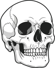 vector illustration of skull