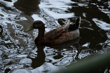 wild duck in the water