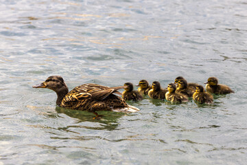 Mother duck with many ducklings