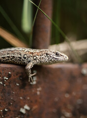 A photo of a small wild lizard.