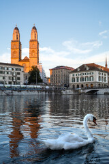 View across the Limmat to the church in the evening sun. A swan in the foreground.