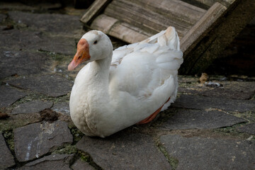 white duck in the water