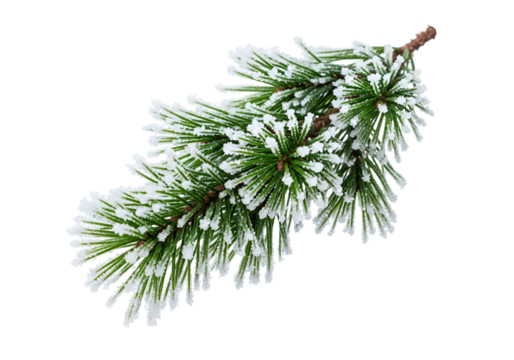 Close-up of a pine branch adorned with frost, showcasing intricate details and a crisp wintery aesthetic.