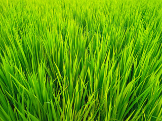 Closeup of rice grain and the green leaves of young paddy plant background growing on field. Foliage natural nature backgrounds. Fresh young rice leaves growing densely, symbolizing agriculture.