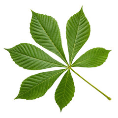 Buckeye leaves isolated on transparent background  

