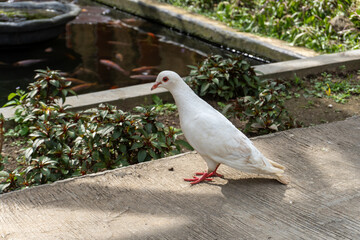 pigeons in the park