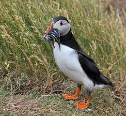 atlantic puffin or common puffin with sand eels