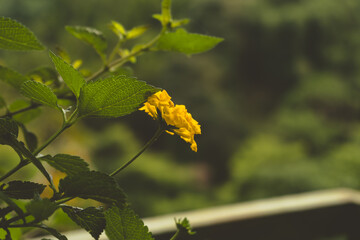 autumn leaves in the sun