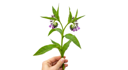 gentle hand offering healing comfrey a symbol of natures gentle remedy, isolated on transparent background